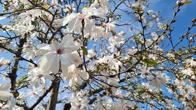 Stunning white star magnolia blossoms blooming on tree branches against a clear sunny blue sky during the spring season.