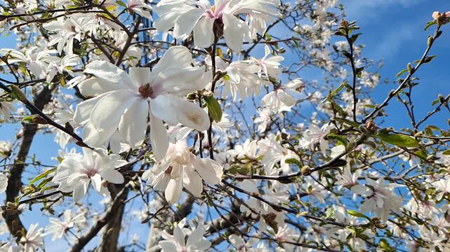 White star magnolia flowers bloom on delicate branches against a clear and bright blue spring sky.