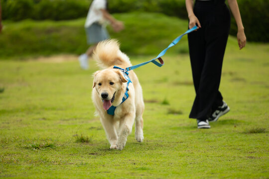 Asian woman Owner running happily with leash. Golden retriever running on the lawn. Happy dog plays and runs in park with green grass. outdoor activity
