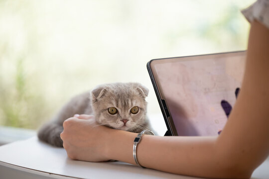Closeup Scottish gray fold cat sitting on table, smiling woman with her cat at home,  Caucasian woman use tablet computer at home