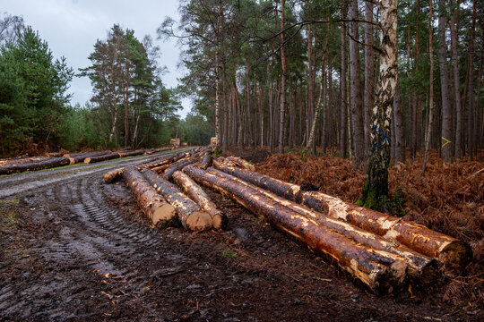 Exploitation du bois dans une for&ecirc;t domaniale en hiver. D&eacute;bardage. Arbres stock&eacute;s le long d'un chemin. Traces de roues d'engins forestiers. Pins sylvestre