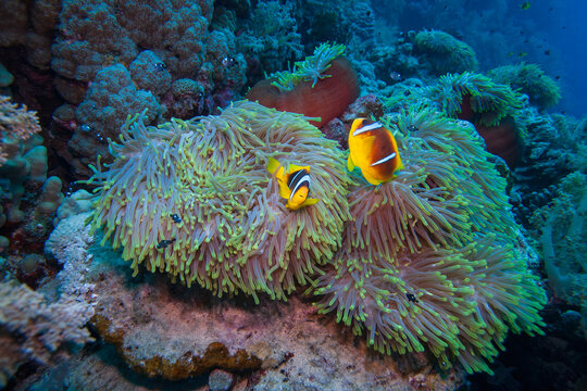 Pair of Red Sea clownfish swimming in magnificent sea anemone tentacles underwater