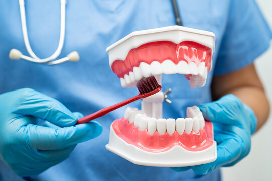 Doctor clean teeth denture with toothbrush for teach patient and dentist studying about dentistry.