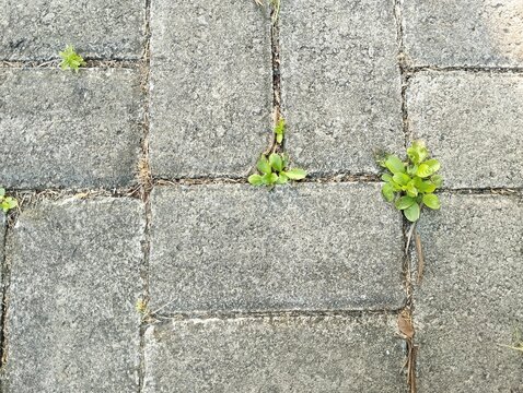  some sonchus arvensis (herbs plant) grow between old paving stones