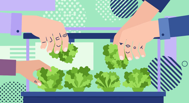 Person harvesting fresh green lettuce from a vertical indoor farm system