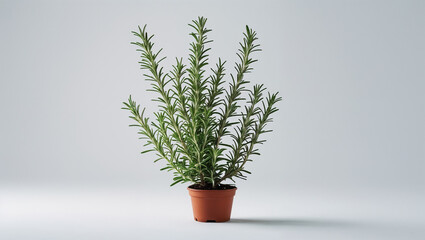 Fototapeta premium medicinal herb plant isolated on white background