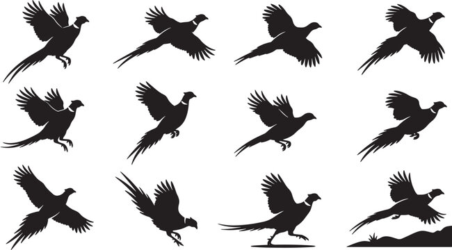 Set of pheasant bird silhouettes in various flying and running poses isolated on white background vector illustration