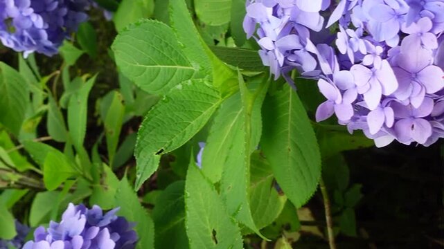 Blue purple hydrangea flowers and green leaves in a rainy season garden