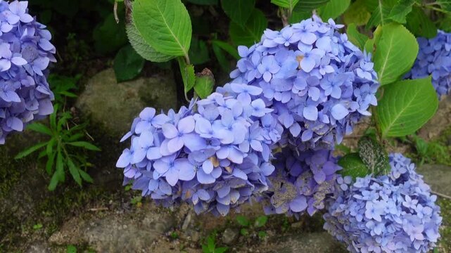Close-up of blue hydrangea flowers blooming in early summer rain