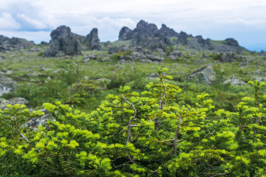 Dwarf larch trees on the slope of the mountain in the summer.