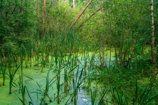 Landscape view of a swamp with green trees and reeds.