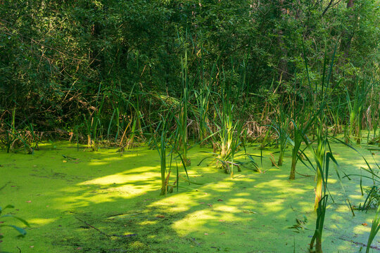 Green duckweed on the surface of the swamp in the forest.