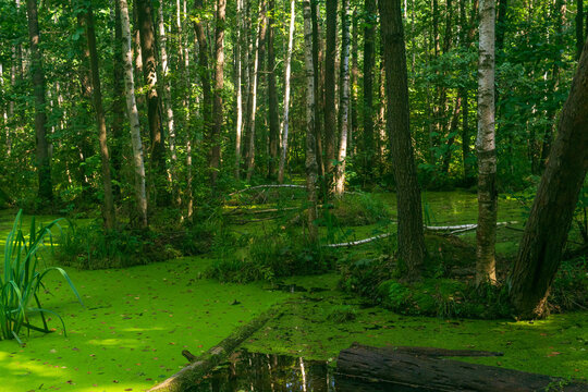 Beautiful summer landscape with swamp in the forest