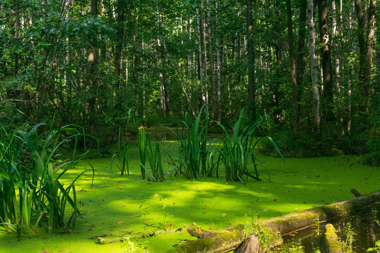 swamp in the forest with duckweed and sedge