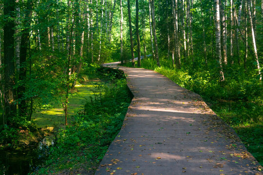 Wooden walkway in the middle of the forest with green grass