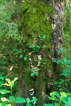 Toadstool growing on a tree in the summer forest.
