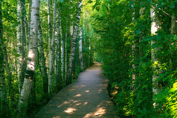 Obraz premium Path in the birch forest on a summer day. Beautiful landscape.