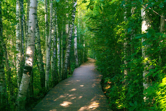 Path in the birch forest on a summer day. Beautiful landscape.