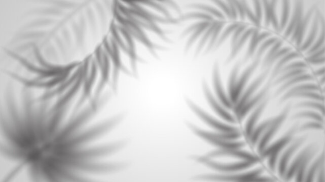 Shadow of palm leaves with tropical overlay effect on white background. Realistic plant silhouette with soft blur and light for summer beach design. Natural foliage pattern for modern banners.