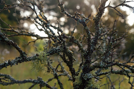 old tree branches in lichens close up, abstract natural background. Tree moss lichen Pseudevernia furfuracea covered died tree. Epiphytic lichens. template for design. soft focus