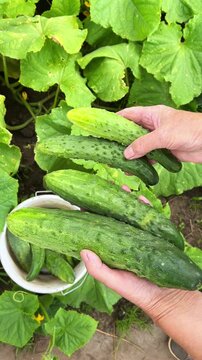 Hands holding freshly picked cucumbers over a garden with green leaves. The focus is on the natural produce and the harvesting action, highlighting a fresh, organic lifestyle. 