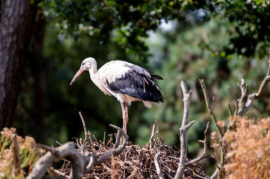A single white stork (Ciconia ciconia) stands beside its stick nest near pine trees at a safari park in the Netherlands the tall wading bird alone in the summer light.
