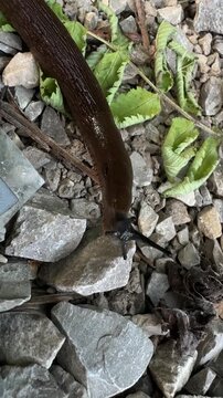 slug, limax, maximus, gastropod, mollusk, invertebrate, wildlife, nature, terrestrial, crawling, animal, limacidae, brown, macro, closeup, fauna, biology, zoology, ecosystem, biodiversity, environment