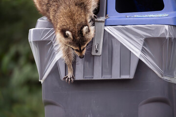 Urban wildlife nuisance raccoon Procyon lotor scavenging in city park litter bin © Annette Buchkowski