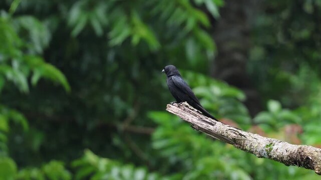 Close up 4k video of a  black drongo bird resting on a bare tree branch.this footage was taken from Chittagong,Bangladesh.