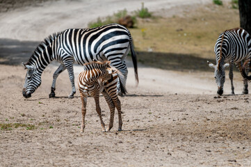 A young plains zebra foal (Equus quagga) stands on wobbly legs beside grazing adults at a safari park in the Netherlands the brown tinted stripes of the calf visible in summer. © Oksana