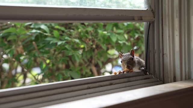 4K footage of a wild squirrel jumping from green bushes toward an open window, grabbing a nut from the windowsill and quickly returning to the bushes. Natural backyard wildlife behavior filmed inside 