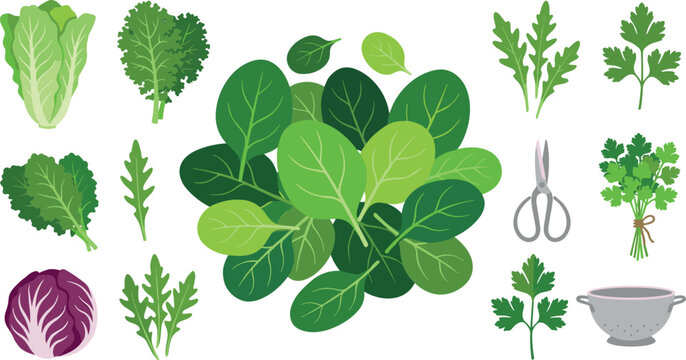 Leafy greens salad vector element set featuring fresh spinach romaine lettuce kale arugula radicchio parsley scissors and colander isolated on white background