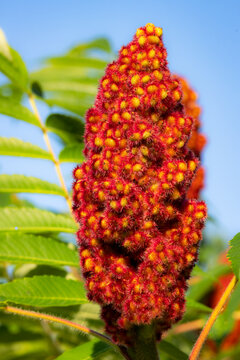 Staghorn sumac (Rhus typhina), native to eastern North America, is a small tree or multi-stemmed shrub. Here the cone-shaped seed heads covered in reddish-brown hairs.