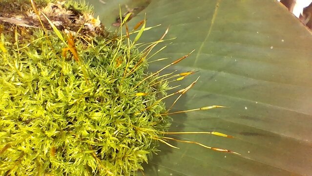 
Green moss, a type of bryophyte, shown growing on a damp surface. The image highlights sporophytes&mdash;upright stalks with capsules at the tips used for reproduction.