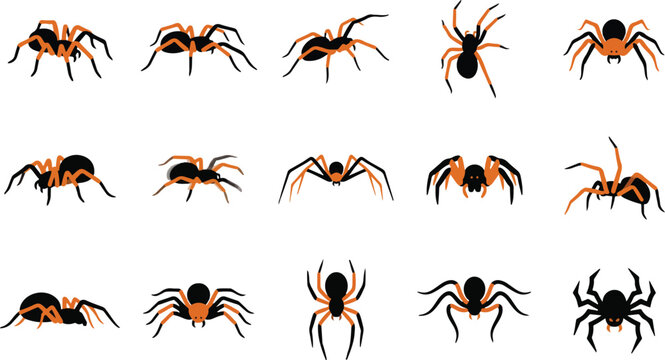 Set of tarantula spider illustrations in multiple positions