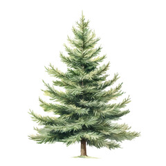 Fototapeta premium watercolor painting of Sapin-Sapin, isolated on a white background.