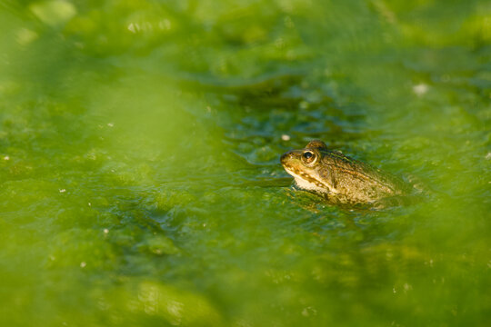 Marsh frog sitting among floating green algae in a shallow pond