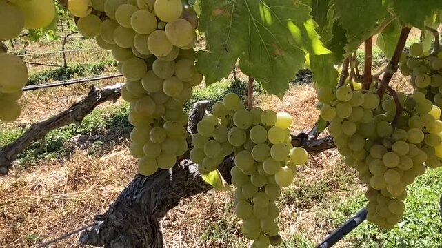 Ripe bunches of green grapes of Marmajuelo variety on a vineyard background, grape harvest, viticulture, G&uuml;&iacute;mar, Tenerife, Canary Islands, Spain,4K. 