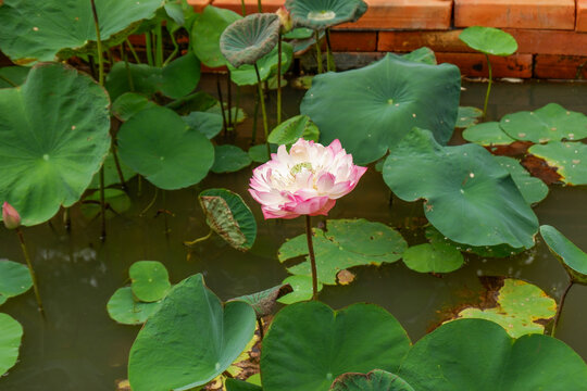 Beautiful Lotus flower with green leaves,Pink and white Lotus 's flowers are in the pool and wild forest,Lily pads with blooming pink water lilies in park or water garden.