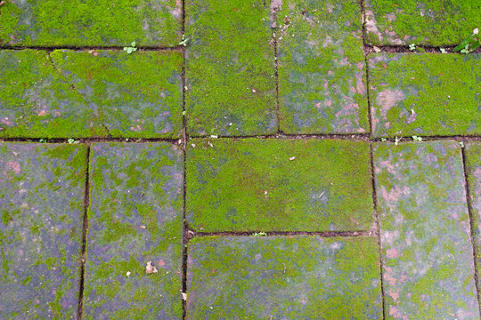 Red brick paving stones covered in natural green moss,Moss in forest and tree organic growth in a damp environment,showcasing natural texture background.