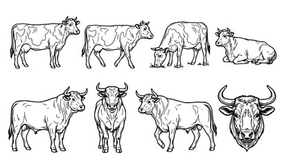 Hand Drawn Cow Bull and Cattle Farm Animals Collection Isolated Livestock Sketch Vector Illustration Set © Sukumary