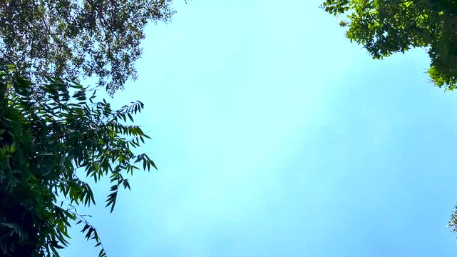 Vibrant green tree canopy frames a bright blue sky during a scenic outdoor nature summer travel journey across a tranquil environment revealing warm sunlight and a clear wilderness atmosphere.