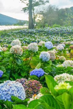 Hydrangea flower blooming in flower garden, Hydrangea macrophylla,purple and blue hydrangea bush a in full bloom.