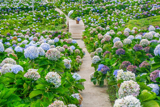 Hydrangea flower blooming in flower garden, Hydrangea macrophylla,purple and blue hydrangea bush a in full bloom.