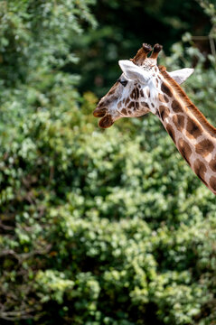 A giraffe (Giraffa camelopardalis) turns its head among green leaves at a safari park in the Netherlands the ossicones and patterned neck of the tallest animal in view.