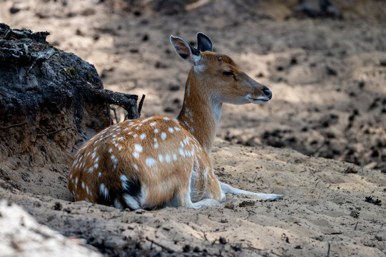 A spotted axis deer (Axis axis) lies in a shallow sandy hollow at a safari park in the Netherlands the white spots of the chital standing out on its reddish brown coat.