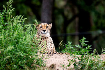 A cheetah (Acinonyx jubatus) sits alert among green bushes at a safari park in the Netherlands the spotted coat and slender build of the fastest land animal in view. © Oksana
