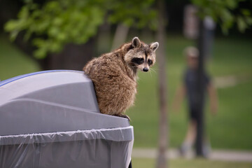 Wild raccoon Procyon lotor sitting on top of public park garbage bin looking back over its shoulder © Annette Buchkowski