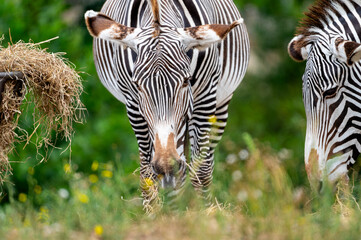 A Grevy zebra (Equus grevyi) feeds in a green summer meadow at a safari park in the Netherlands the dense narrow stripes of the endangered species clearly visible. © Oksana