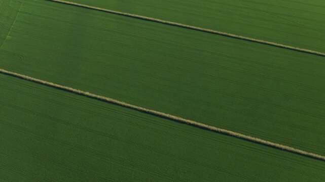 Lush green agricultural crop field with parallel irrigation tracks and lines